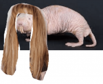 Lives in the dark, must be a mole rat.png