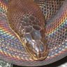 SnakespearesSis