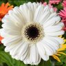 daisynoon