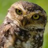 OwlHen