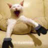 KittenMitts