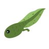 Tadpole74