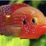 Cichlid Gold