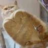 Piffypoopar