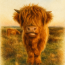 highlandcows78