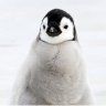 Penguin2022