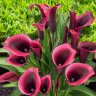 CallaLily