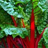Rhubarb10