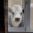 grumpy-nosy-cow