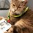 FormulinoTheCat