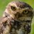 OwlHen