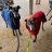 I Love Greyhounds