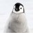 Penguin2022