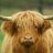 Jay-cloth Cow